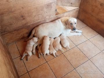 Cuccioli labrafor con pedigree