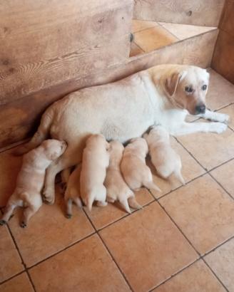 Cuccioli labrafor con pedigree