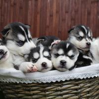Siberian Husky