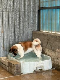 Akita americano maschio