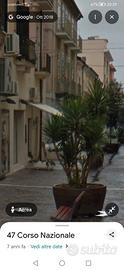 Attività pizzeria /ristorante