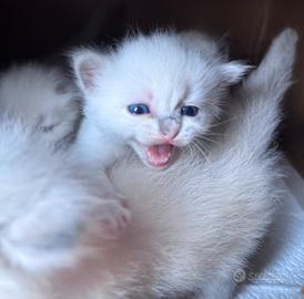 Cuccioli Ragdoll