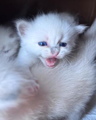 Cuccioli Ragdoll