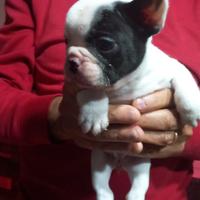 Bulldog francese