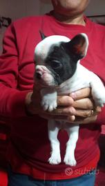 Bulldog francese