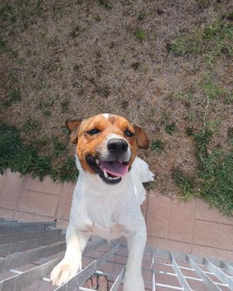 Jack russel