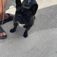 Buldog Francese