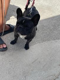 Buldog Francese