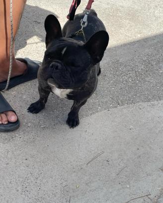 Buldog Francese