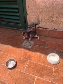 7 affettuosi gattini domestici