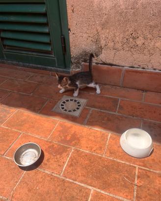 7 affettuosi gattini domestici