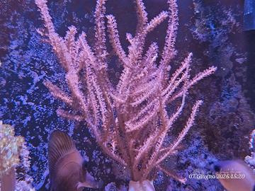 coralli acquario marino 