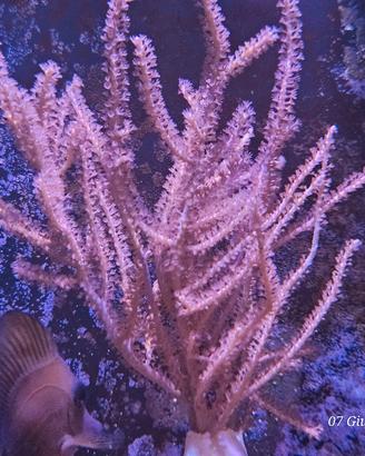 coralli acquario marino 