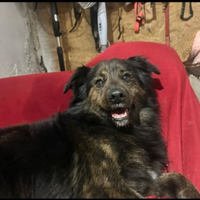 DARK cucciolo di 9 mesi. Aspetta solo TE