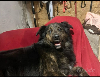 DARK cucciolo di 9 mesi. Aspetta solo TE