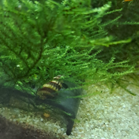 Lumache Helena (Anentome helena) - Mangia lumache