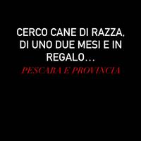 Cagnolino di razza