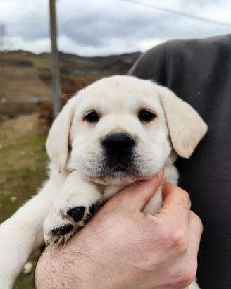 Cucciola di labrador miele