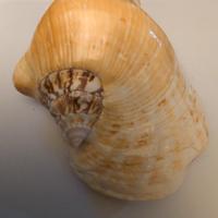 conchiglia 