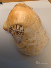 conchiglia 