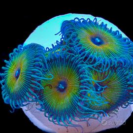 Palytoa Captain Jerk