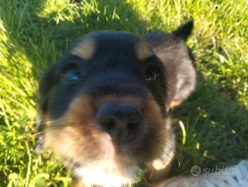 Cocker Spaniel Working