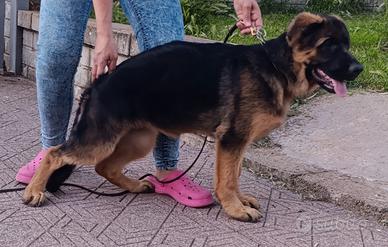 Cucciola pastore tedesco
