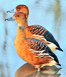 Dendrocigne fulve bicolor
