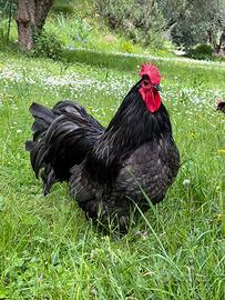 Gallo australorp blu