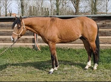 Quarter Horse