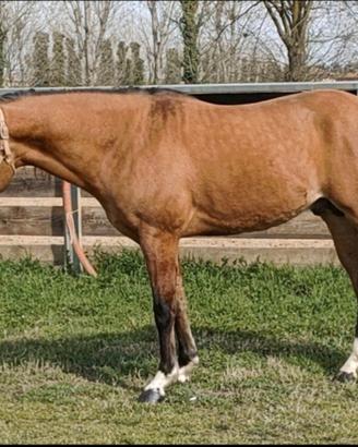 Quarter Horse