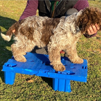 Lapo Lagotto Romagnolo pedigree ENCI per monta