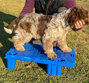 Lapo Lagotto Romagnolo pedigree ENCI per monta