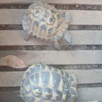 Coppia adulta testudo Hermanni