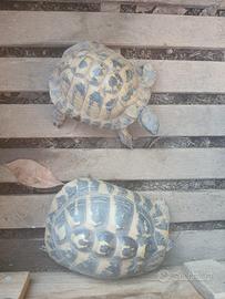 Coppia adulta testudo Hermanni