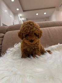 Barboncina toy femmina 2 mesi microchip