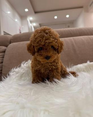 Barboncina toy femmina 2 mesi microchip
