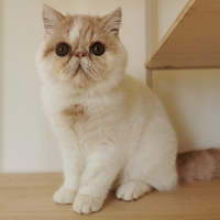 Cucciolo maschio esotico