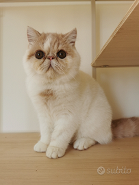 Cucciolo maschio esotico