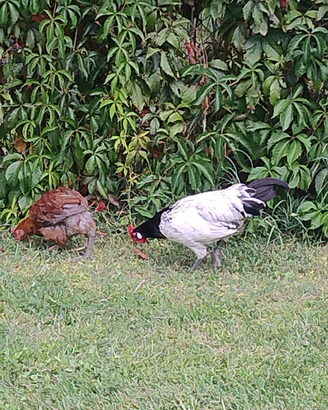 Gallo lakenfelder
