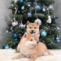 Shiba inu