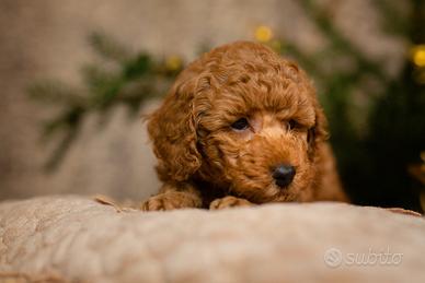 Barboncini PAGABILI A RATE