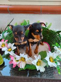 Cuccioli di pinscher nano