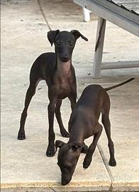 Cucciolo di piccolo levriero