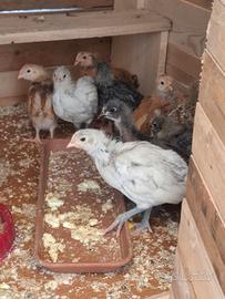 Pulcini di galline Australorp