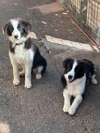 Border collie