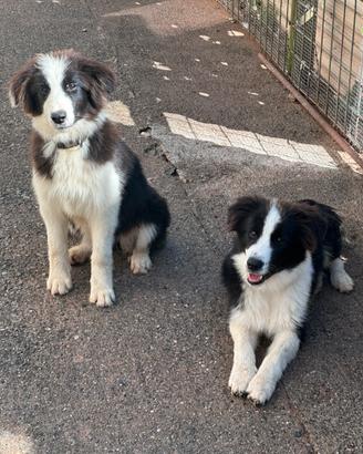 Border collie