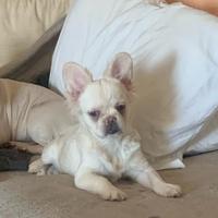 Bulldog francese Fluffy