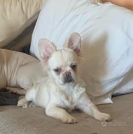 Bulldog francese Fluffy