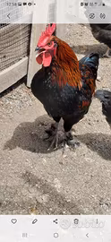 Coppia marans
